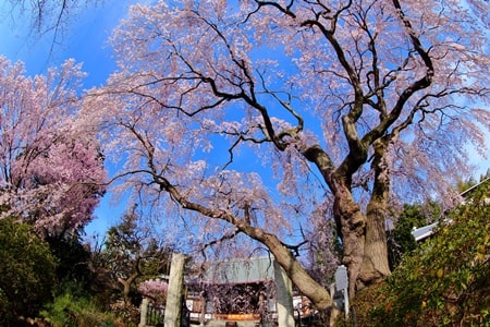 西林寺